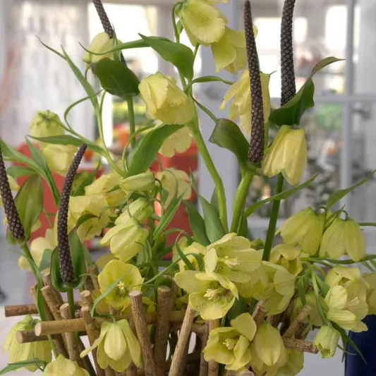 Fritillaria pallidiflora, Siberian Fritillary, Spring Flowers
