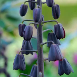 Fritillaria persica Adiyaman, Persian Bells Adiyaman, Persian Lily Adiyaman, Spring Bloom, Mid Spring bulbs, Late Spring bulbs, Fritillaire Adiyaman