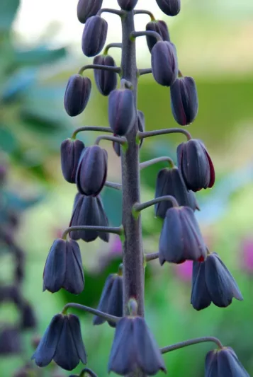 Fritillaria persica Adiyaman, Persian Bells Adiyaman, Persian Lily Adiyaman, Spring Bloom, Mid Spring bulbs, Late Spring bulbs, Fritillaire Adiyaman