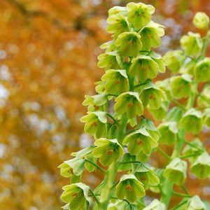 Fritillaria persica, Persian Bells, Persian Lily, Persian Bell 'Ivory Bells', Persian Lily 'Ivory Bells', Spring Bloom, Mid Spring bulbs, Late Spring bulbs, Fritillaria persica Ivory Bells, Fritillaria Ivory Bells, Fritillaire Ivory Bells