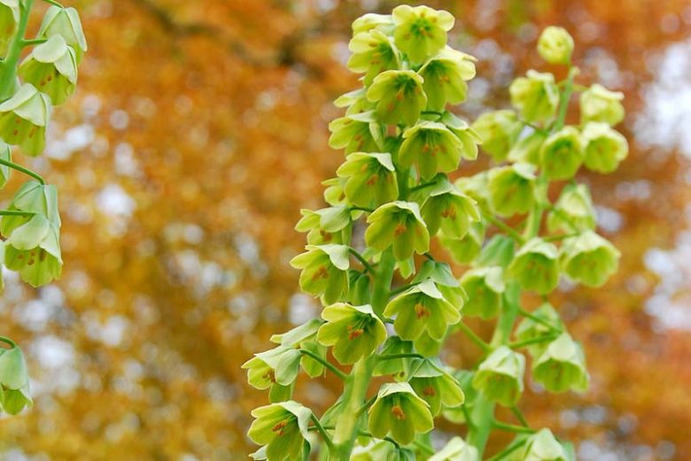 Fritillaria persica, Persian Bells, Persian Lily, Persian Bell 'Ivory Bells', Persian Lily 'Ivory Bells', Spring Bloom, Mid Spring bulbs, Late Spring bulbs, Fritillaria persica Ivory Bells, Fritillaria Ivory Bells, Fritillaire Ivory Bells