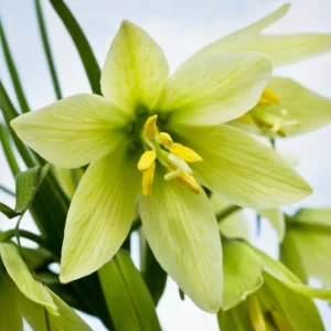 Fritillaria raddeana, Spring Flowers, mid Spring bloom, late Spring bloom, Green Flowers