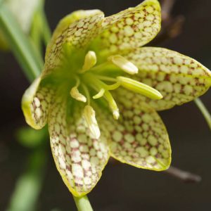 Fritillaria thunbergii, Thunberg Fritillary, Spring Bloom, Late Spring bloom