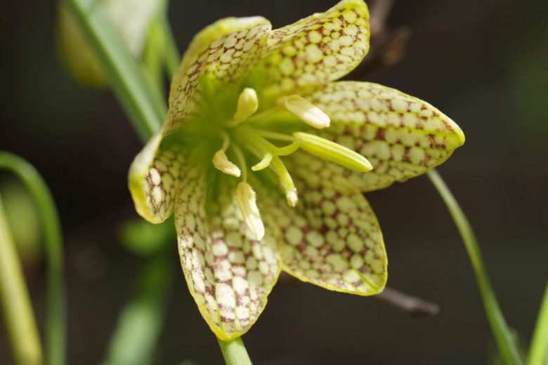 Fritillaria thunbergii, Thunberg Fritillary, Spring Bloom, Late Spring bloom
