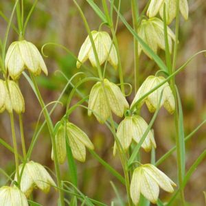 Fritillaria verticillata, Spring Bloom, Mid Spring bloom, White Flowers