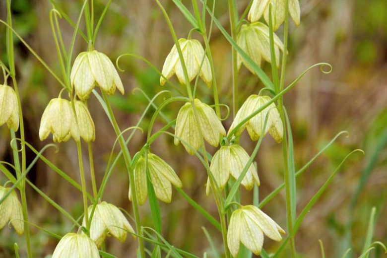 Fritillaria verticillata, Spring Bloom, Mid Spring bloom, White Flowers