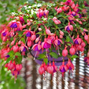 Fuchsia, Fuchsia Color, Fuchsia Pink, Fuchsia Plant, Fuchsia Flower, Fuchsias