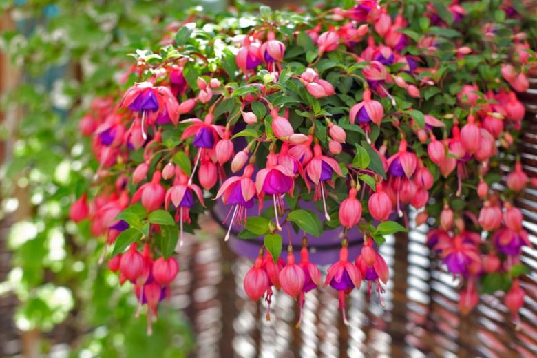 Fuchsia, Fuchsia Color, Fuchsia Pink, Fuchsia Plant, Fuchsia Flower, Fuchsias