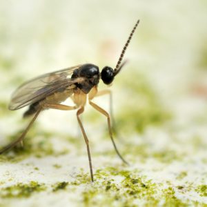 Fungus Gnat,  Fungus Gnats, Identify Fungus Gnat, Prevent Fungus Gnat, Treat Fungus Gnat