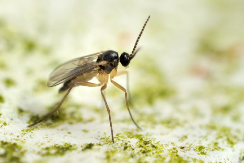 Fungus Gnat,  Fungus Gnats, Identify Fungus Gnat, Prevent Fungus Gnat, Treat Fungus Gnat
