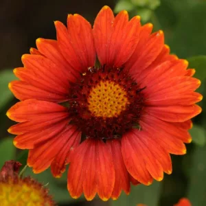Gaillardia 'Arizona Red Shades',Blanket Flower 'Arizona Red Shades', Gaillardia x Grandiflora 'Arizona Red Shades', Blanket Flowers, Red Flowers, Bicolor Flowers, Drought tolerant flowers, Salt tolerant flowers