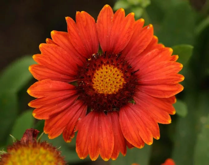 Gaillardia 'Arizona Red Shades',Blanket Flower 'Arizona Red Shades', Gaillardia x Grandiflora 'Arizona Red Shades', Blanket Flowers, Red Flowers, Bicolor Flowers, Drought tolerant flowers, Salt tolerant flowers