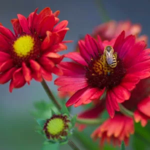 Gaillardia 'Burgundy',Blanket Flower 'Burgundy', Gaillardia x Grandiflora 'Burgundy', Blanket Flowers, Red Flowers, Bicolor Flowers, Drought tolerant flowers, Salt tolerant flowers