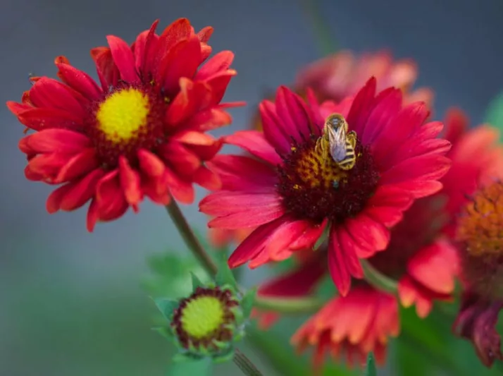 Gaillardia 'Burgundy',Blanket Flower 'Burgundy', Gaillardia x Grandiflora 'Burgundy', Blanket Flowers, Red Flowers, Bicolor Flowers, Drought tolerant flowers, Salt tolerant flowers