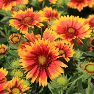 Gaillardia aristata ,Common Gaillardia, Great Blanket Flower, Blanket Flower, Brown-eyed Susan, Red Flowers, Bicolor Flowers, Drought tolerant flowers, Salt tolerant flowers