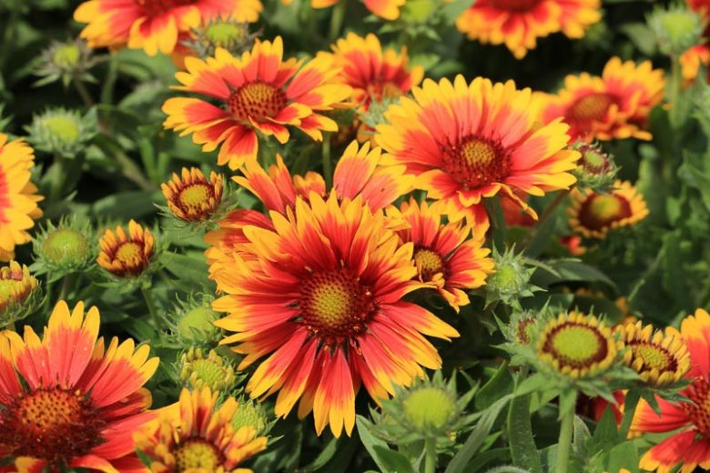Gaillardia aristata ,Common Gaillardia, Great Blanket Flower, Blanket Flower, Brown-eyed Susan, Red Flowers, Bicolor Flowers, Drought tolerant flowers, Salt tolerant flowers
