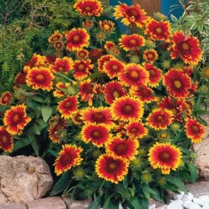 Gaillardia 'Arizona Sun',Blanket Flower 'Arizona Sun', Gaillardia x Grandiflora 'Arizona Sun', Blanket Flowers, Yellow Flowers, Bicolor Flowers, Drought tolerant flowers, Salt tolerant flowers