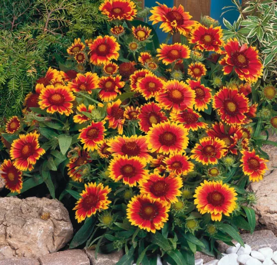 Gaillardia 'Arizona Sun',Blanket Flower 'Arizona Sun', Gaillardia x Grandiflora 'Arizona Sun', Blanket Flowers, Yellow Flowers, Bicolor Flowers, Drought tolerant flowers, Salt tolerant flowers