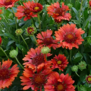 Gaillardia 'Celebration',Blanket Flower 'Celebration', Gaillardia x Grandiflora 'Celebration', Blanket Flowers, Red Flowers, Bicolor Flowers, Drought tolerant flowers, Salt tolerant flowers