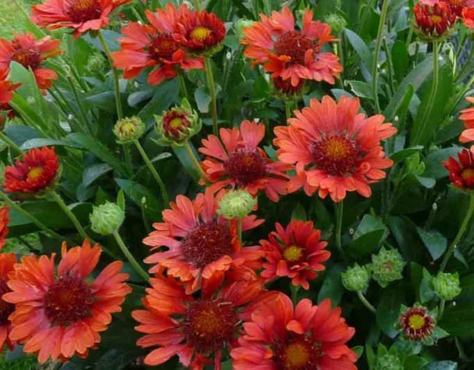 Gaillardia 'Celebration',Blanket Flower 'Celebration', Gaillardia x Grandiflora 'Celebration', Blanket Flowers, Red Flowers, Bicolor Flowers, Drought tolerant flowers, Salt tolerant flowers
