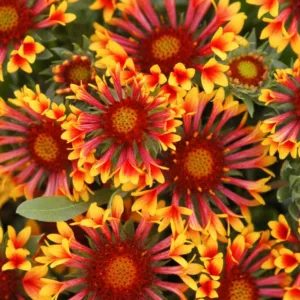 Gaillardia 'Fanfare',Blanket Flower 'Fanfare', Gaillardia x Grandiflora 'Fanfare', Blanket Flowers, Yellow Flowers, Bicolor Flowers, Drought tolerant flowers, Salt tolerant flowers