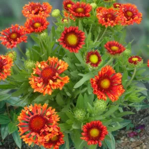 Gaillardia 'Fanfare Blaze',Blanket Flower 'Fanfare Blaze', Gaillardia x Grandiflora 'Fanfare Blaze', Blanket Flowers, Orange Flowers, Bicolor Flowers, Drought tolerant flowers, Salt tolerant flowers