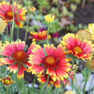 Gaillardia 'Goblin',Blanket Flower 'Goblin', Gaillardia x Grandiflora 'Goblin', Blanket Flowers, Red Flowers, Bicolor Flowers, Drought tolerant flowers, Salt tolerant flowers