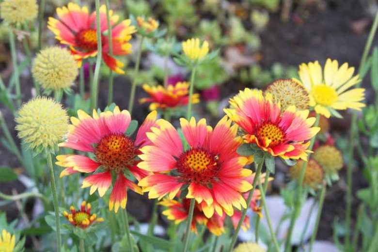 Gaillardia 'Goblin',Blanket Flower 'Goblin', Gaillardia x Grandiflora 'Goblin', Blanket Flowers, Red Flowers, Bicolor Flowers, Drought tolerant flowers, Salt tolerant flowers