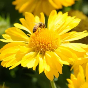 Gaillardia 'Mesa Yellow',Blanket Flower 'Mesa Yellow', Gaillardia x Grandiflora 'Mesa Yellow', Blanket Flowers, Yellow Flowers, Bicolor Flowers, Drought tolerant flowers, Salt tolerant flowers