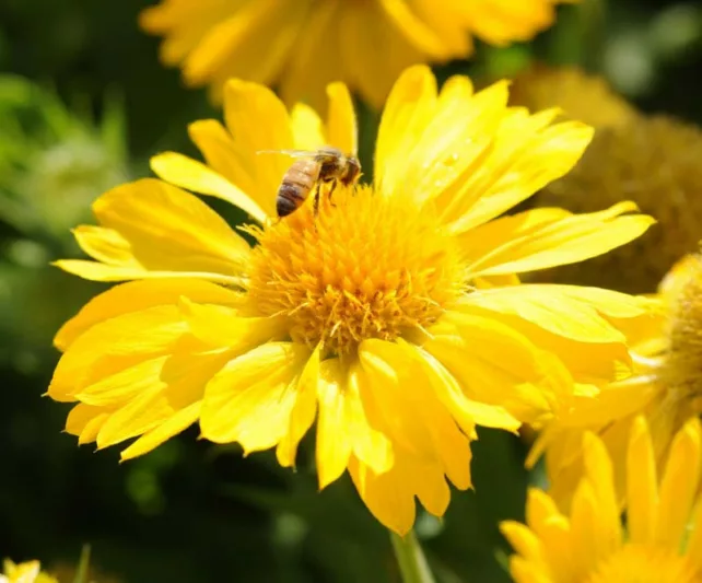 Gaillardia 'Mesa Yellow',Blanket Flower 'Mesa Yellow', Gaillardia x Grandiflora 'Mesa Yellow', Blanket Flowers, Yellow Flowers, Bicolor Flowers, Drought tolerant flowers, Salt tolerant flowers