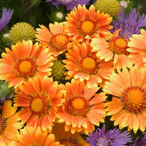 Gaillardia 'Oranges and Lemons',Blanket Flower 'Oranges and Lemons', Gaillardia x Grandiflora 'Oranges and Lemons', Blanket Flowers, Yellow Flowers, Bicolor Flowers, Drought tolerant flowers, Salt tolerant flowers