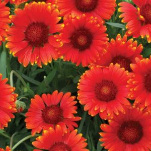 Gaillardia 'Red Sun',Blanket Flower 'Red Sun', Gaillardia x Grandiflora 'Red Sun', Blanket Flowers, Red Flowers, Bicolor Flowers, Drought tolerant flowers, Salt tolerant flowers