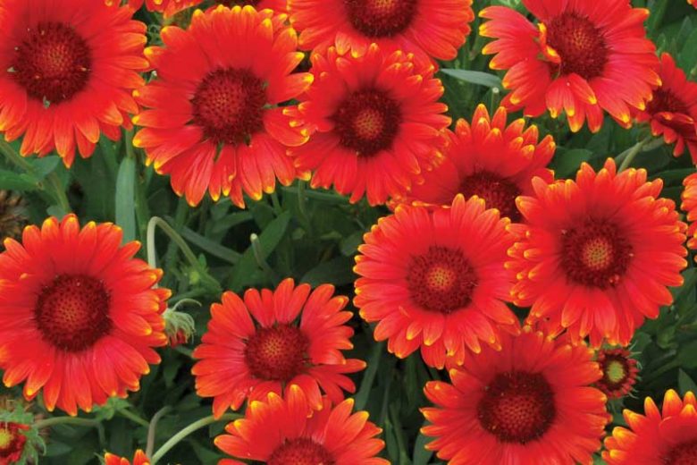 Gaillardia 'Red Sun',Blanket Flower 'Red Sun', Gaillardia x Grandiflora 'Red Sun', Blanket Flowers, Red Flowers, Bicolor Flowers, Drought tolerant flowers, Salt tolerant flowers