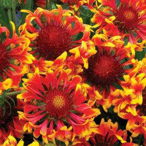 Gaillardia 'Sun Devil',Blanket Flower 'Sun Devil, Gaillardia x Grandiflora 'Sun Devil', Blanket Flowers, Yellow Flowers, Bicolor Flowers, Drought tolerant flowers, Salt tolerant flowers
