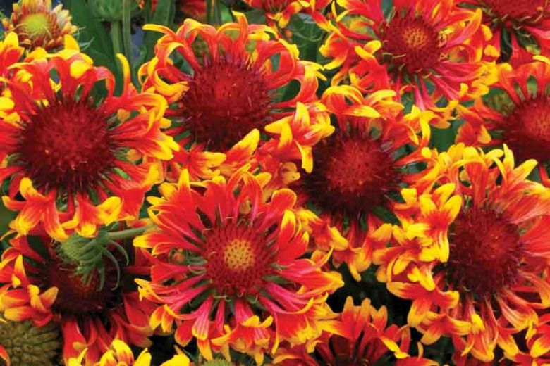 Gaillardia 'Sun Devil',Blanket Flower 'Sun Devil, Gaillardia x Grandiflora 'Sun Devil', Blanket Flowers, Yellow Flowers, Bicolor Flowers, Drought tolerant flowers, Salt tolerant flowers