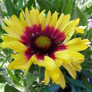 Gaillardia 'Sunset Mexican',Blanket Flower 'Sunset Mexican', Gaillardia x Grandiflora 'Sunset Mexican', Blanket Flowers, Yellow Flowers, Bicolor Flowers, Drought tolerant flowers, Salt tolerant flowers