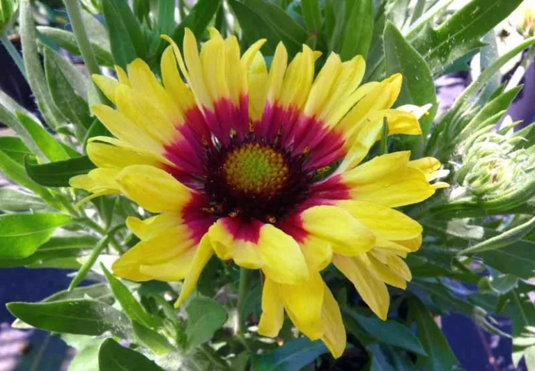 Gaillardia 'Sunset Mexican',Blanket Flower 'Sunset Mexican', Gaillardia x Grandiflora 'Sunset Mexican', Blanket Flowers, Yellow Flowers, Bicolor Flowers, Drought tolerant flowers, Salt tolerant flowers