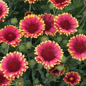 Gaillardia 'Sunset Popsy',Blanket Flower 'Sunset Popsy', Gaillardia x Grandiflora 'Sunset Popsy', Blanket Flowers, Yellow Flowers, Bicolor Flowers, Drought tolerant flowers, Salt tolerant flowers