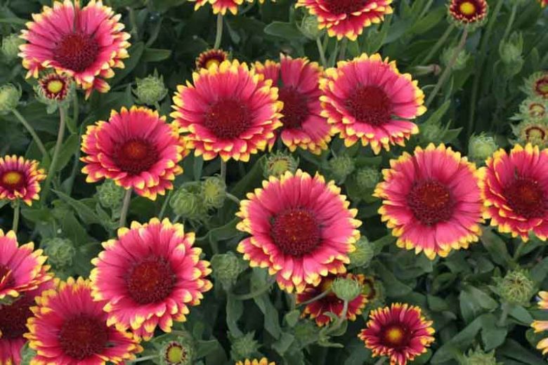 Gaillardia 'Sunset Popsy',Blanket Flower 'Sunset Popsy', Gaillardia x Grandiflora 'Sunset Popsy', Blanket Flowers, Yellow Flowers, Bicolor Flowers, Drought tolerant flowers, Salt tolerant flowers