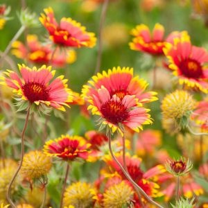 Gaillardia pulchella ,Indian Blanket, Firewheel, Girasol Rojo, Blanket Flowers, Red Flowers, Bicolor Flowers, Drought tolerant flowers, Salt tolerant flowers