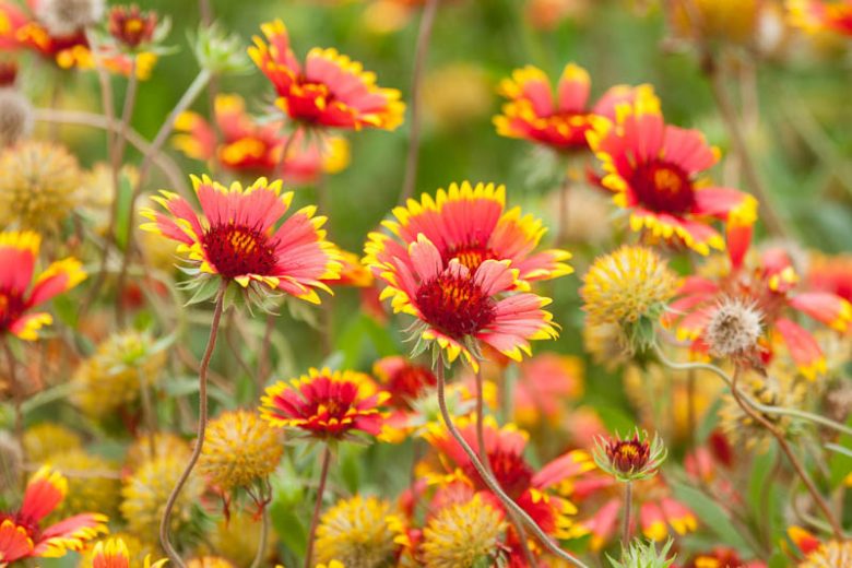 Gaillardia pulchella ,Indian Blanket, Firewheel, Girasol Rojo, Blanket Flowers, Red Flowers, Bicolor Flowers, Drought tolerant flowers, Salt tolerant flowers