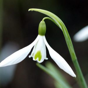 Galanthus 'Atkinsii', Snowdrop 'Atkinsii', Galanthus atkinsonii, Galanthus nivalis 'Atkinsii', early flowering bulb, winter bulb, white flowering bulb, White winter flowers