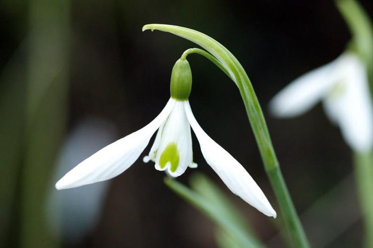 Galanthus 'Atkinsii', Snowdrop 'Atkinsii', Galanthus atkinsonii, Galanthus nivalis 'Atkinsii', early flowering bulb, winter bulb, white flowering bulb, White winter flowers