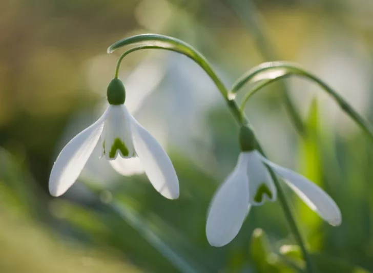 Galanthus 'Magnet', Snowdrop 'Magnet', Galanthus nivalis 'Magnet', early flowering bulb, winter bulb, white flowering bulb, White winter flowers