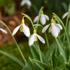 Galanthus Plicatus 'Wendy's Gold', Pleated Snowdrop, Galanthus 'Wendy's Gold', early flowering bulb, winter bulb, white flowering bulb, White winter flowers