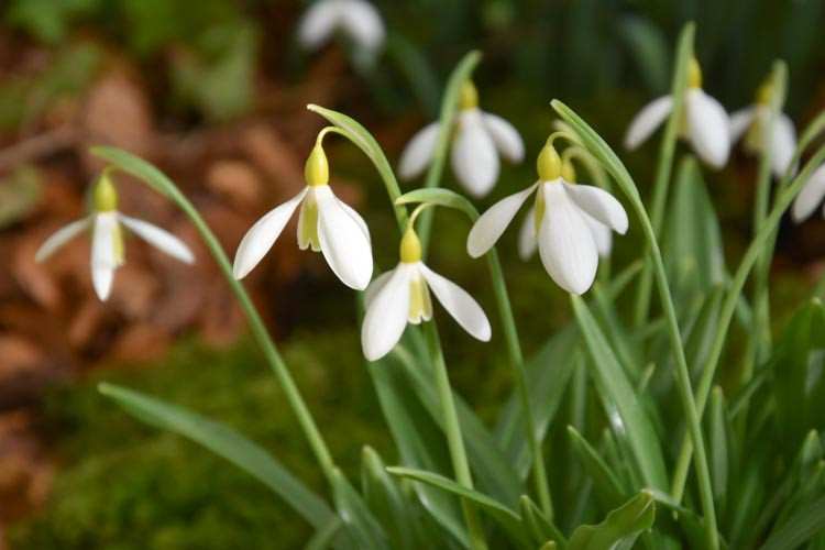 Galanthus Plicatus 'Wendy's Gold', Pleated Snowdrop, Galanthus 'Wendy's Gold', early flowering bulb, winter bulb, white flowering bulb, White winter flowers