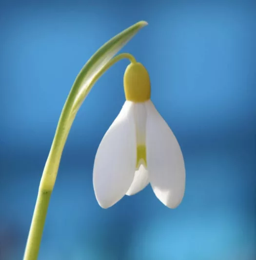 Galanthus 'Primrose Warburg', Snowdrop 'Primrose Warburg', early flowering bulb, winter bulb, white flowering bulb, White winter flowers
