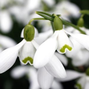 Galanthus 'S. Arnott', Snowdrop 'S. Arnott', Galanthus nivalis 'S Arnott', Galanthus nivalis 'Sam Arnott', Galanthus 'Sam Arnott', early flowering bulb, winter bulb, white flowering bulb, White winter flowers