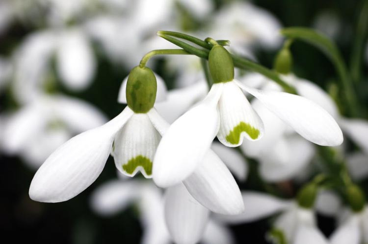 Galanthus 'S. Arnott', Snowdrop 'S. Arnott', Galanthus nivalis 'S Arnott', Galanthus nivalis 'Sam Arnott', Galanthus 'Sam Arnott', early flowering bulb, winter bulb, white flowering bulb, White winter flowers