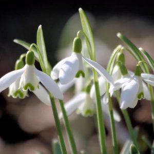 Galanthus 'Straffan', Snowdrop 'Straffan', Galanthus 'Cool Ballintaggart', Galanthus 'The O'Mahoney', early flowering bulb, winter bulb, white flowering bulb, White winter flowers
